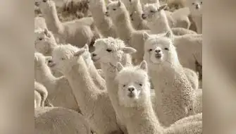 ASCALPE: Crianza sostenible de alpacas para un futuro próspero