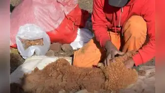 Minera Bateas Impulsa la Esquila Mecanizada para la Conservación de las Vicuñas