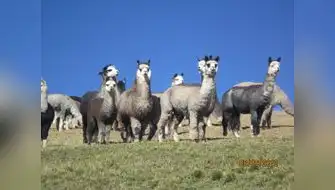Día nacional de la alpaca: Perú es el primer productor mundial de fibra de alpaca