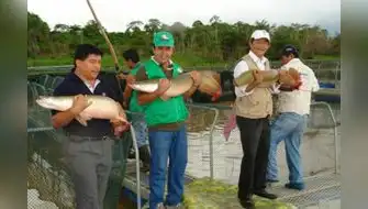 Veda de paiche regirá hasta el febrero del 2024