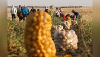 Catástrofes provocaron enormes pérdidas en cultivos y ganado