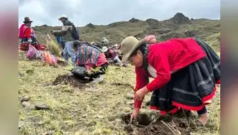 Gran Cruzada Verde: Más de 100 mil árboles sembrados en la sierra