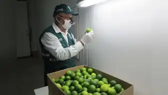 Estudio analizará los secretos de la calidad del limón peruano