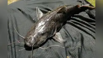 Científicos optimizarán producción de Peces amazónicos