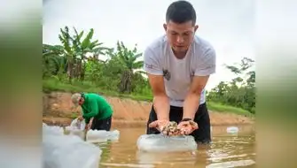Ucayali: Proyecto "Tres cochas" siembra 62,500 peces amazónicos