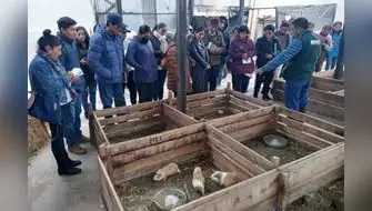 Capacitan a productores para el mejoramiento genético del cuy