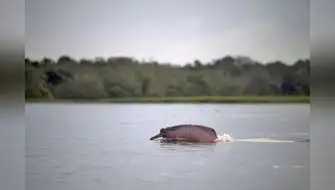 Monitoreo satelital para conservar delfines rosados