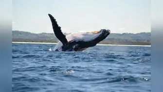 Videojuego peruano genera conciencia sobre cuidados del mar