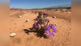 Científicos intentan predecir extinción de todas las plantas