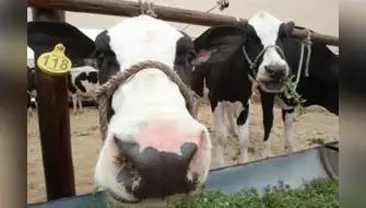 Vaca modificada produce insulina humana en su leche