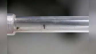 Brasil: Combatirán el dengue usando el mosquito que lo trasmite