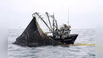 Estudio confirma los enormes daños de la pesca incidental