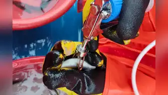 Investigadores desarrollan primera vacuna para peces amazónicos