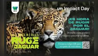Campaña busca crear conciencia sobre conservación del jaguar en Latinoamérica