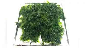 Investigadores peruanos desarrollan bioplástico con algas verdes