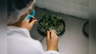 Investigadores buscan convertir residuos agrícolas en envases sostenibles