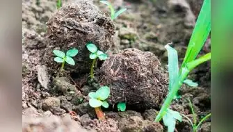 "Bolitas reforestadoras" recuperarán áreas afectadas por incendios