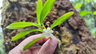 Perú: especialistas registran 19 nuevas especies de orquídeas