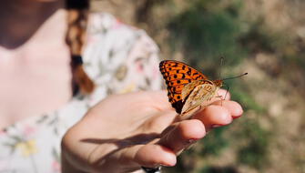Imponen millonaria multa a contrabandistas de insectos
