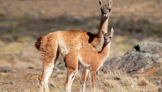 Aumenta número de guanacos en la Reserva Nacional de Calipuy