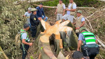 Denuncian tala ilegal de árboles en San Martín