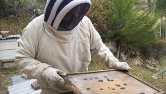 Mujeres que salva de morir a millones de abejas en Cajamarca