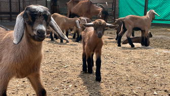 Cabras alpino francesas nacen en Huaral