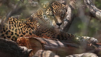 Fauna silvestre del mundo se redujo en un 70%