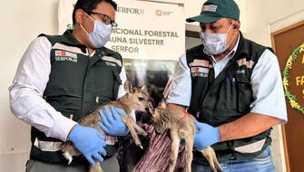 Serfor rescata crías de venado blanco en la región Piura