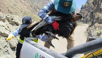 Salvan a cóndor andino se desplomó sobre carretera en Puno