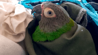 Policía rescata 78 loros que agonizaban en bodega de bus interprovincial