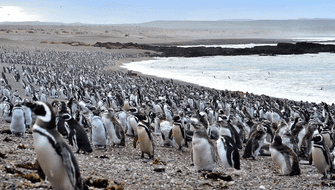 Argentina inicia juicio por una matanza de pingüinos
