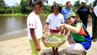 Más de 6 mil taricayas son liberadas en Parque Sierra del Divisor