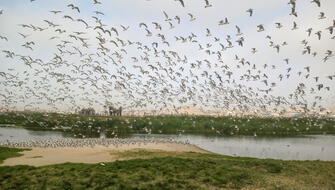 Gaviotas de Franklin arribaron al Perú en tradicional migración