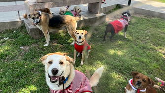 Rescatistas lanzan “Navidad Peluda” para dar albergue a 6 mil mascotas