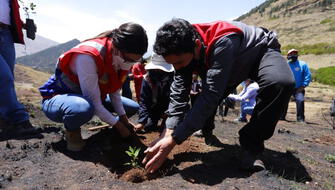 Campaña forestal para sembrar 6 millones de árboles en Cusco