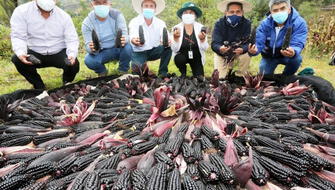 Cajamarca será elegida como la capital del maíz morado del Perú