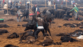 Nepal realiza el mayor sacrificio de animales del mundo