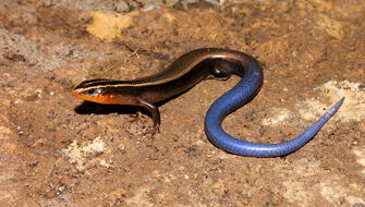 Elizones del Caribe: la especie que Estados Unidos intenta salvar