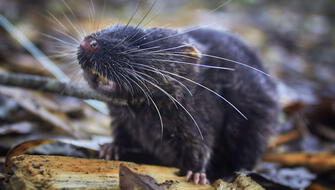 Descubren 27 nuevas especies en la Amazonía del Perú