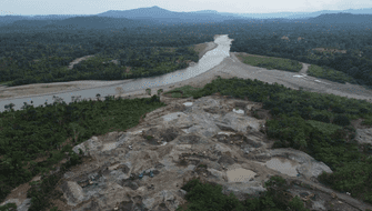 Ecuador: El 41 % de árboles de la Amazonía en peligro de extinción
