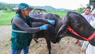 Perú concretó vacunación de más de 6 millones de animales