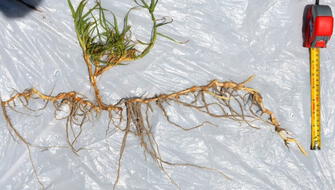 Vegetales pueden estabilizar taludes para evitar deslizamientos