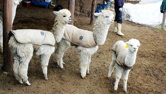 Entregan chalecos térmicos para salvar a alpacas bebés del Cusco