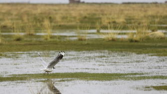 Aves retornan al Delta Upamayo tras remediación ambiental