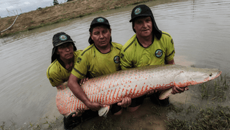 Enorme paiche queda varado en vivienda ubicada en el río Nanay