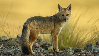 Zorro andino es rescatado y regresado a la naturaleza