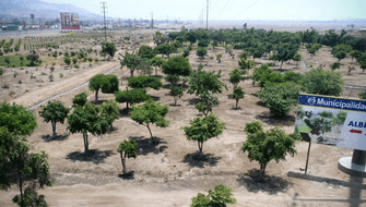 Identifican tres especies de árboles que reducen contaminación en Lima