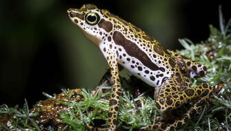 Perú: Descubren dos nuevas especies de ranas arlequines en la Amazonía