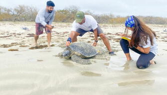 Ecuador: Evalúan anidación de tortugas en la isla mayor de Galápagos